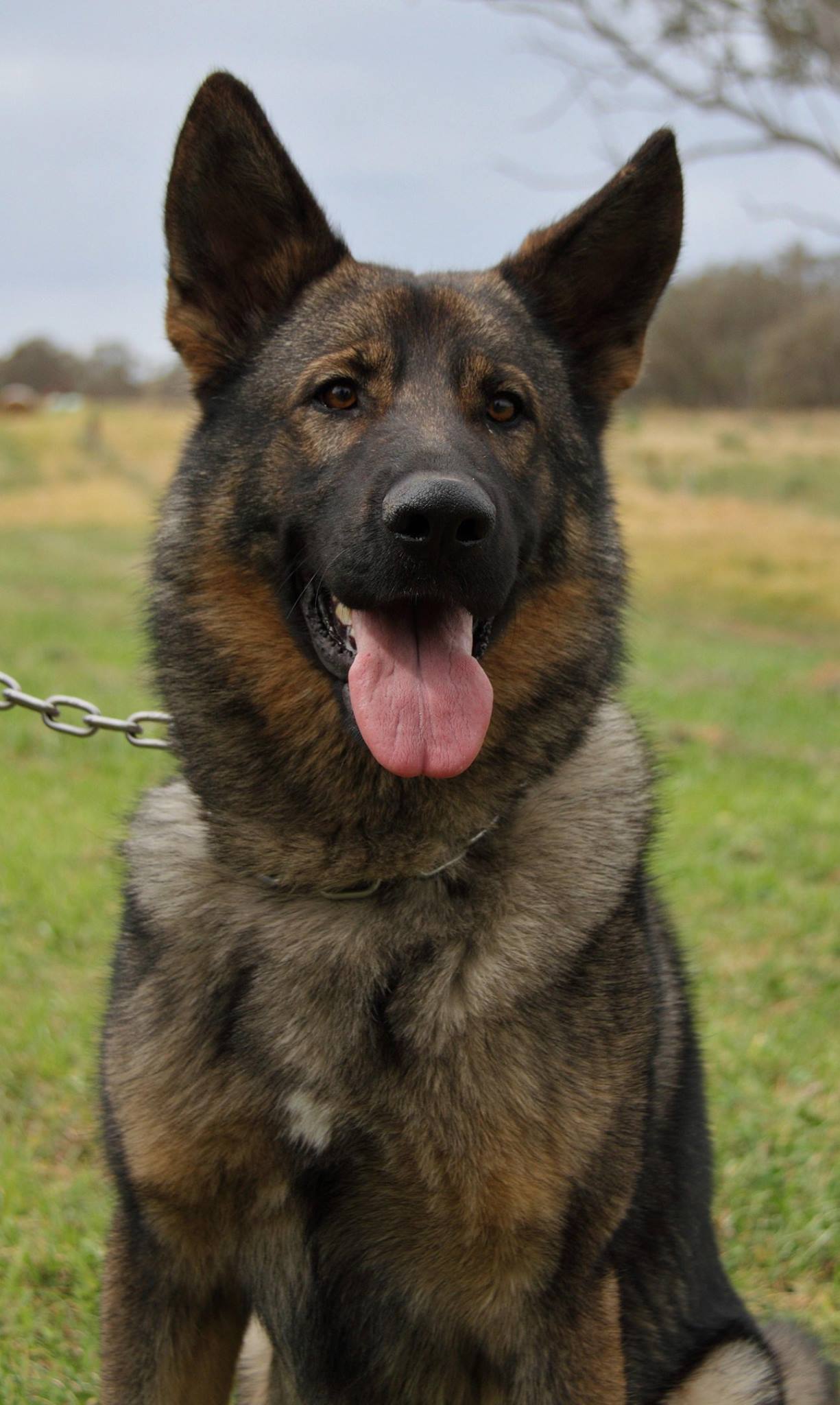 Police Dog ' Mojo '