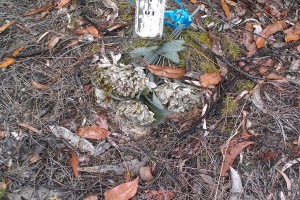 Grave of Craigh HUGHES, Lower Portland General Cemetery, Lower Portland, NSW